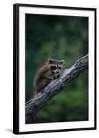 Young Raccoon on Tree Branch-W. Perry Conway-Framed Photographic Print