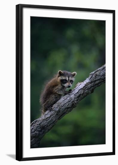 Young Raccoon on Tree Branch-W. Perry Conway-Framed Photographic Print