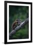 Young Raccoon on Tree Branch-W. Perry Conway-Framed Photographic Print