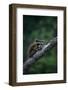 Young Raccoon on Tree Branch-W. Perry Conway-Framed Photographic Print