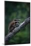 Young Raccoon on Tree Branch-W. Perry Conway-Mounted Photographic Print