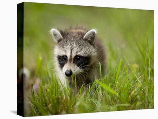 Young Raccoon Walking in Grass, Summer Evening, Assateague Island National Seashore, Maryland, Usa-Paul Souders-Stretched Canvas