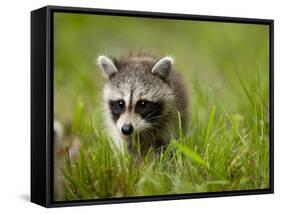 Young Raccoon Walking in Grass, Summer Evening, Assateague Island National Seashore, Maryland, Usa-Paul Souders-Framed Stretched Canvas