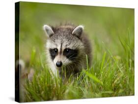 Young Raccoon Walking in Grass, Summer Evening, Assateague Island National Seashore, Maryland, Usa-Paul Souders-Stretched Canvas