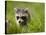 Young Raccoon Walking in Grass, Summer Evening, Assateague Island National Seashore, Maryland, Usa-Paul Souders-Stretched Canvas