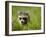 Young Raccoon Walking in Grass, Summer Evening, Assateague Island National Seashore, Maryland, Usa-Paul Souders-Framed Photographic Print