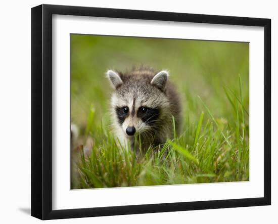 Young Raccoon Walking in Grass, Summer Evening, Assateague Island National Seashore, Maryland, Usa-Paul Souders-Framed Photographic Print