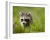 Young Raccoon Walking in Grass, Summer Evening, Assateague Island National Seashore, Maryland, Usa-Paul Souders-Framed Photographic Print