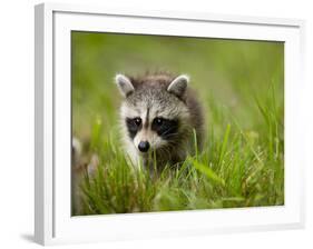 Young Raccoon Walking in Grass, Summer Evening, Assateague Island National Seashore, Maryland, Usa-Paul Souders-Framed Photographic Print