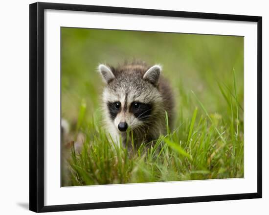 Young Raccoon Walking in Grass, Summer Evening, Assateague Island National Seashore, Maryland, Usa-Paul Souders-Framed Photographic Print