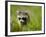 Young Raccoon Walking in Grass, Summer Evening, Assateague Island National Seashore, Maryland, Usa-Paul Souders-Framed Photographic Print