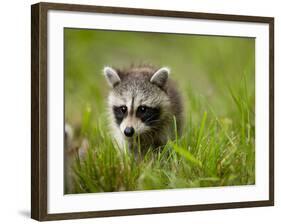 Young Raccoon Walking in Grass, Summer Evening, Assateague Island National Seashore, Maryland, Usa-Paul Souders-Framed Photographic Print