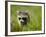 Young Raccoon Walking in Grass, Summer Evening, Assateague Island National Seashore, Maryland, Usa-Paul Souders-Framed Photographic Print