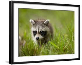 Young Raccoon Walking in Grass, Summer Evening, Assateague Island National Seashore, Maryland, Usa-Paul Souders-Framed Photographic Print