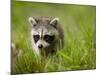 Young Raccoon Walking in Grass, Summer Evening, Assateague Island National Seashore, Maryland, Usa-Paul Souders-Mounted Photographic Print