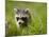 Young Raccoon Walking in Grass, Summer Evening, Assateague Island National Seashore, Maryland, Usa-Paul Souders-Mounted Photographic Print