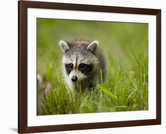 Young Raccoon Walking in Grass, Summer Evening, Assateague Island National Seashore, Maryland, Usa-Paul Souders-Framed Photographic Print