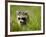 Young Raccoon Walking in Grass, Summer Evening, Assateague Island National Seashore, Maryland, Usa-Paul Souders-Framed Photographic Print