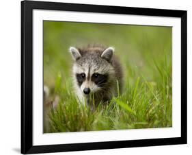 Young Raccoon Walking in Grass, Summer Evening, Assateague Island National Seashore, Maryland, Usa-Paul Souders-Framed Photographic Print