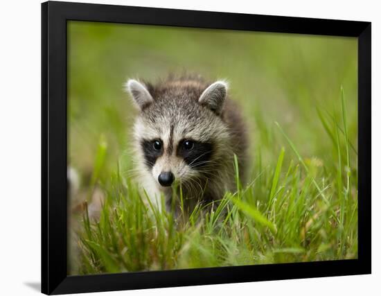 Young Raccoon Walking in Grass, Summer Evening, Assateague Island National Seashore, Maryland, Usa-Paul Souders-Framed Photographic Print