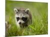 Young Raccoon Walking in Grass, Summer Evening, Assateague Island National Seashore, Maryland, Usa-Paul Souders-Mounted Photographic Print