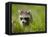 Young Raccoon Walking in Grass, Summer Evening, Assateague Island National Seashore, Maryland, Usa-Paul Souders-Framed Stretched Canvas