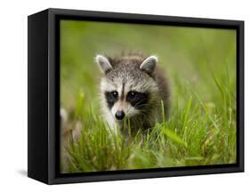 Young Raccoon Walking in Grass, Summer Evening, Assateague Island National Seashore, Maryland, Usa-Paul Souders-Framed Stretched Canvas