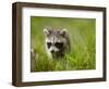 Young Raccoon Walking in Grass, Summer Evening, Assateague Island National Seashore, Maryland, Usa-Paul Souders-Framed Photographic Print