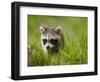 Young Raccoon Walking in Grass, Summer Evening, Assateague Island National Seashore, Maryland, Usa-Paul Souders-Framed Photographic Print