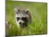 Young Raccoon Walking in Grass, Summer Evening, Assateague Island National Seashore, Maryland, Usa-Paul Souders-Mounted Photographic Print