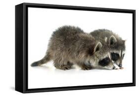 Young Raccoon-cynoclub-Framed Stretched Canvas