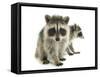 Young Raccoon-cynoclub-Framed Stretched Canvas