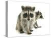 Young Raccoon-cynoclub-Stretched Canvas