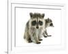 Young Raccoon-cynoclub-Framed Photographic Print