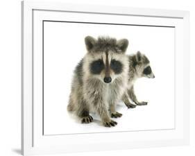 Young Raccoon-cynoclub-Framed Photographic Print