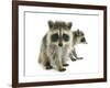 Young Raccoon-cynoclub-Framed Photographic Print