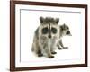 Young Raccoon-cynoclub-Framed Photographic Print