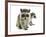 Young Raccoon-cynoclub-Framed Photographic Print