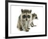 Young Raccoon-cynoclub-Framed Photographic Print