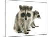 Young Raccoon-cynoclub-Mounted Photographic Print