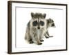 Young Raccoon-cynoclub-Framed Photographic Print