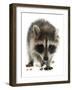 Young Raccoon-cynoclub-Framed Photographic Print