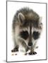 Young Raccoon-cynoclub-Mounted Photographic Print