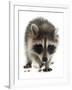 Young Raccoon-cynoclub-Framed Photographic Print