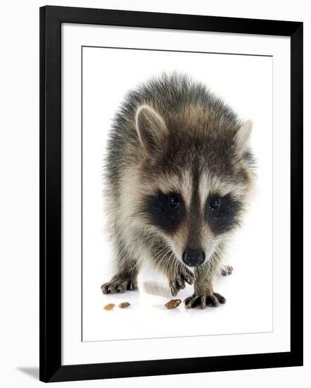 Young Raccoon-cynoclub-Framed Photographic Print