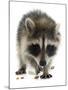 Young Raccoon-cynoclub-Mounted Photographic Print