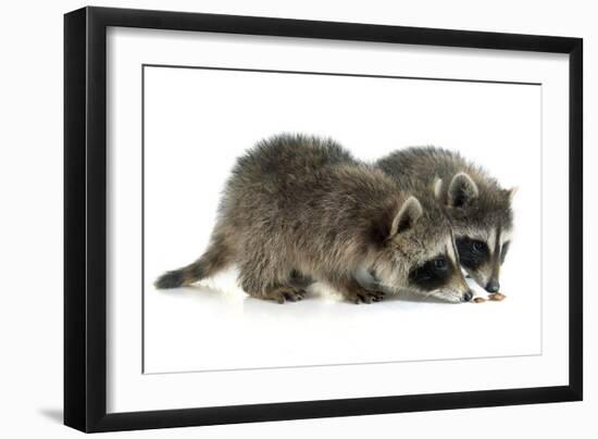 Young Raccoon-cynoclub-Framed Photographic Print