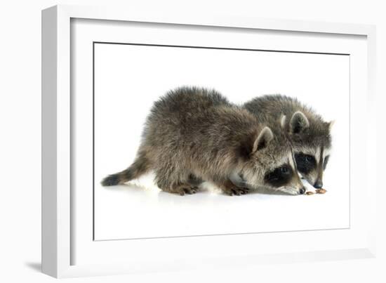 Young Raccoon-cynoclub-Framed Photographic Print