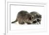 Young Raccoon-cynoclub-Framed Photographic Print