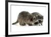 Young Raccoon-cynoclub-Framed Photographic Print